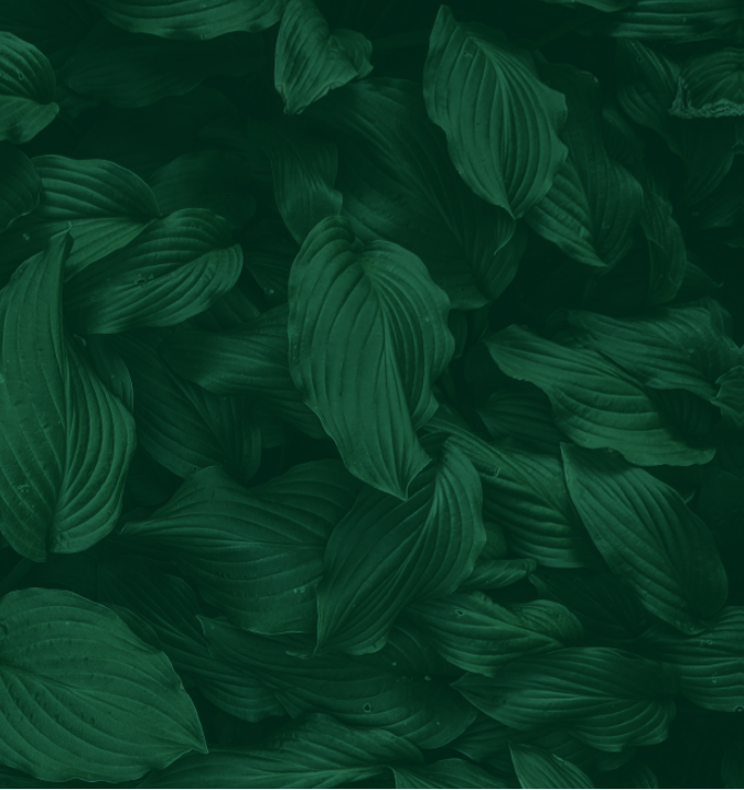 Green leaves on black background.