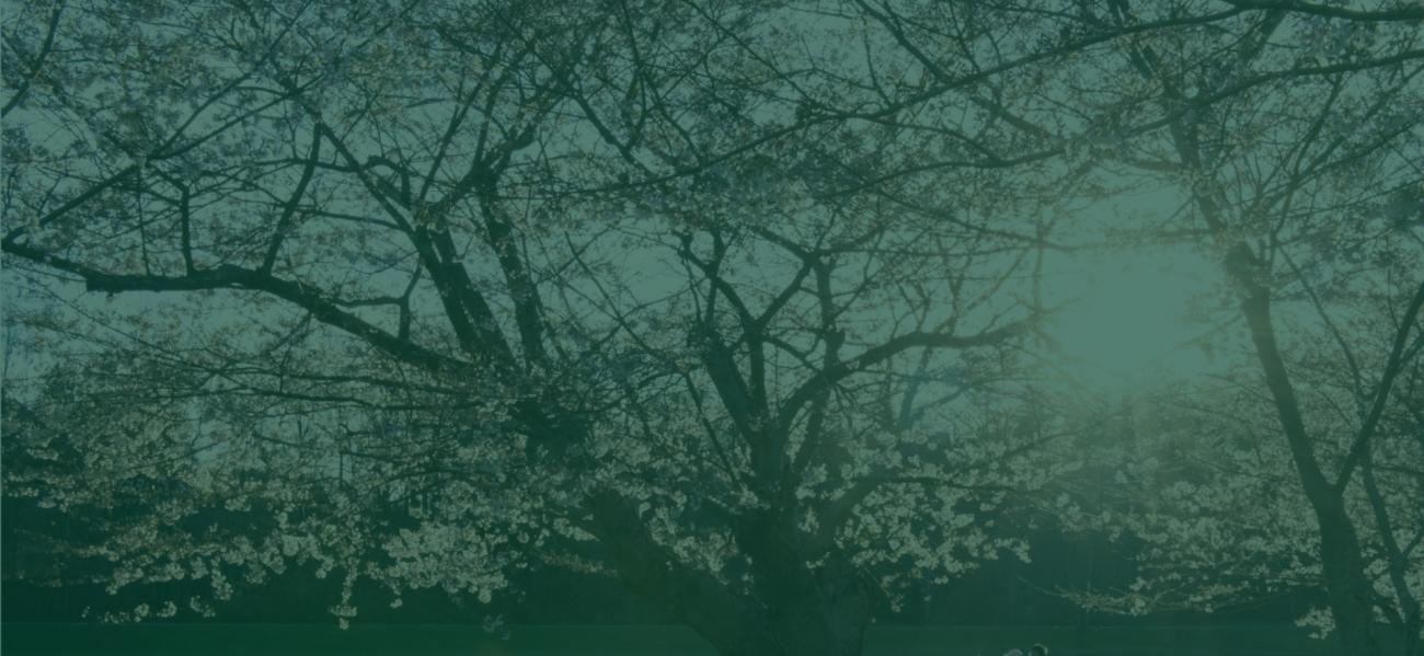 Cherry blossom trees with green overlay.
