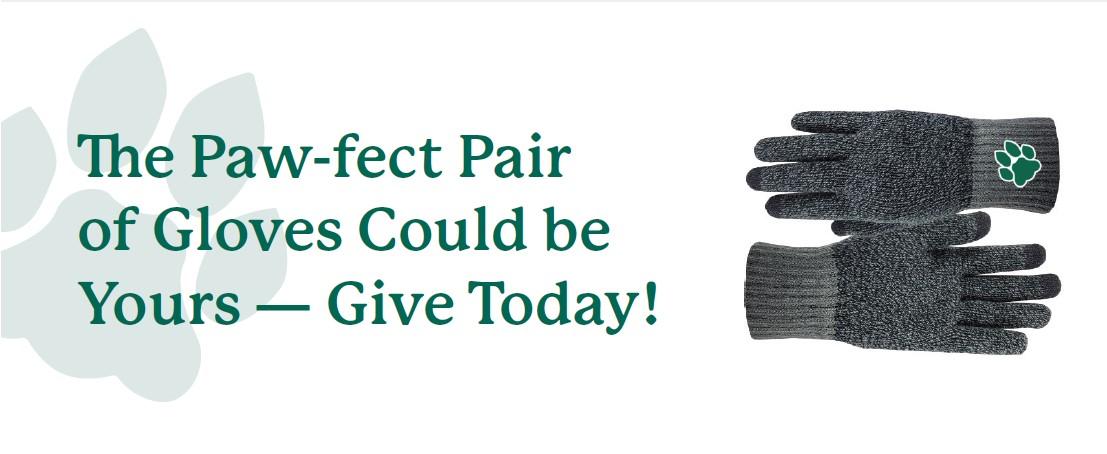Text, "The Paw-fect pair of gloves could be yours - give today" next to a pair of gray heather gloves with green paw print on wrist.
